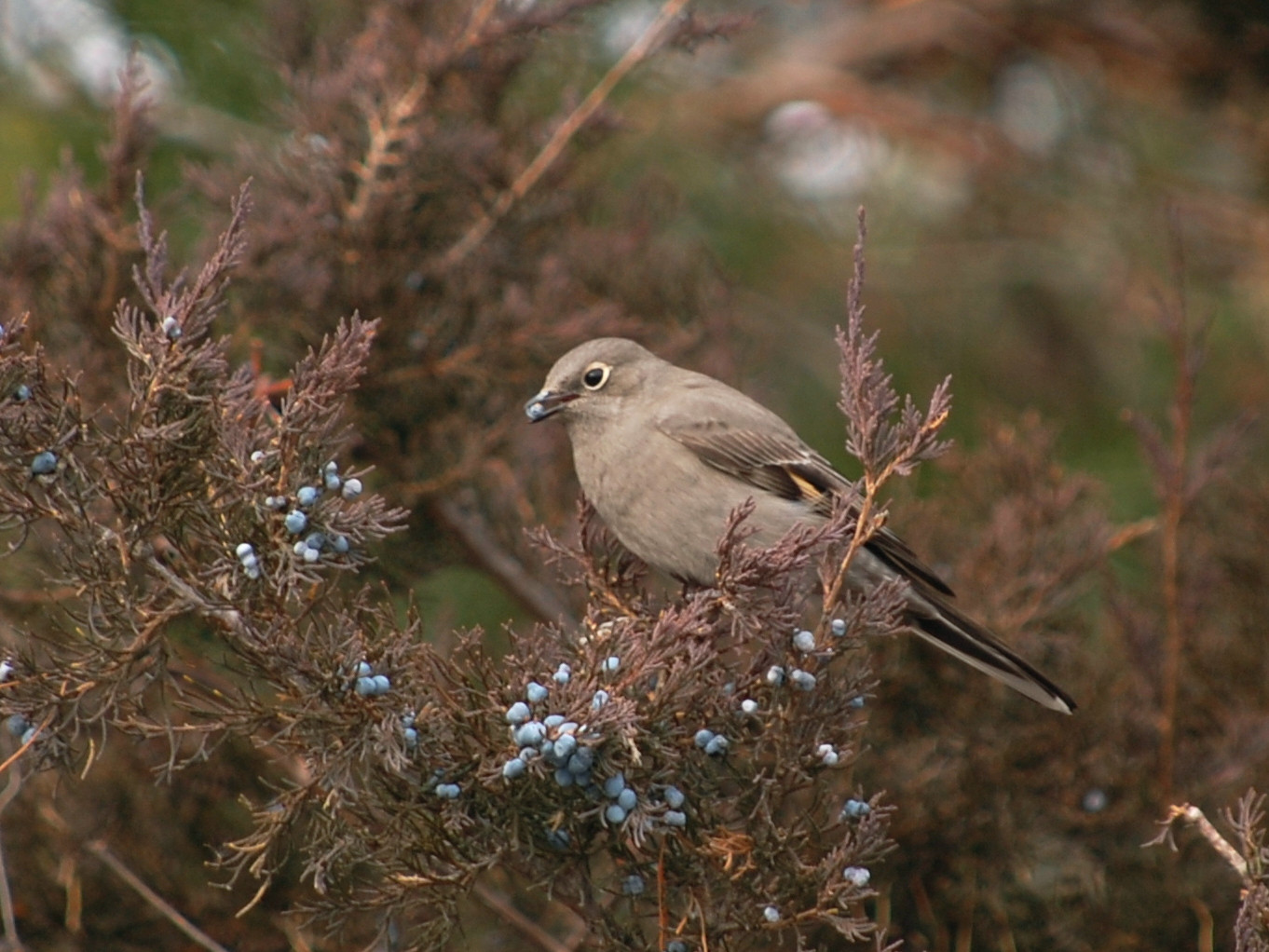 image Townsend's Solitaire